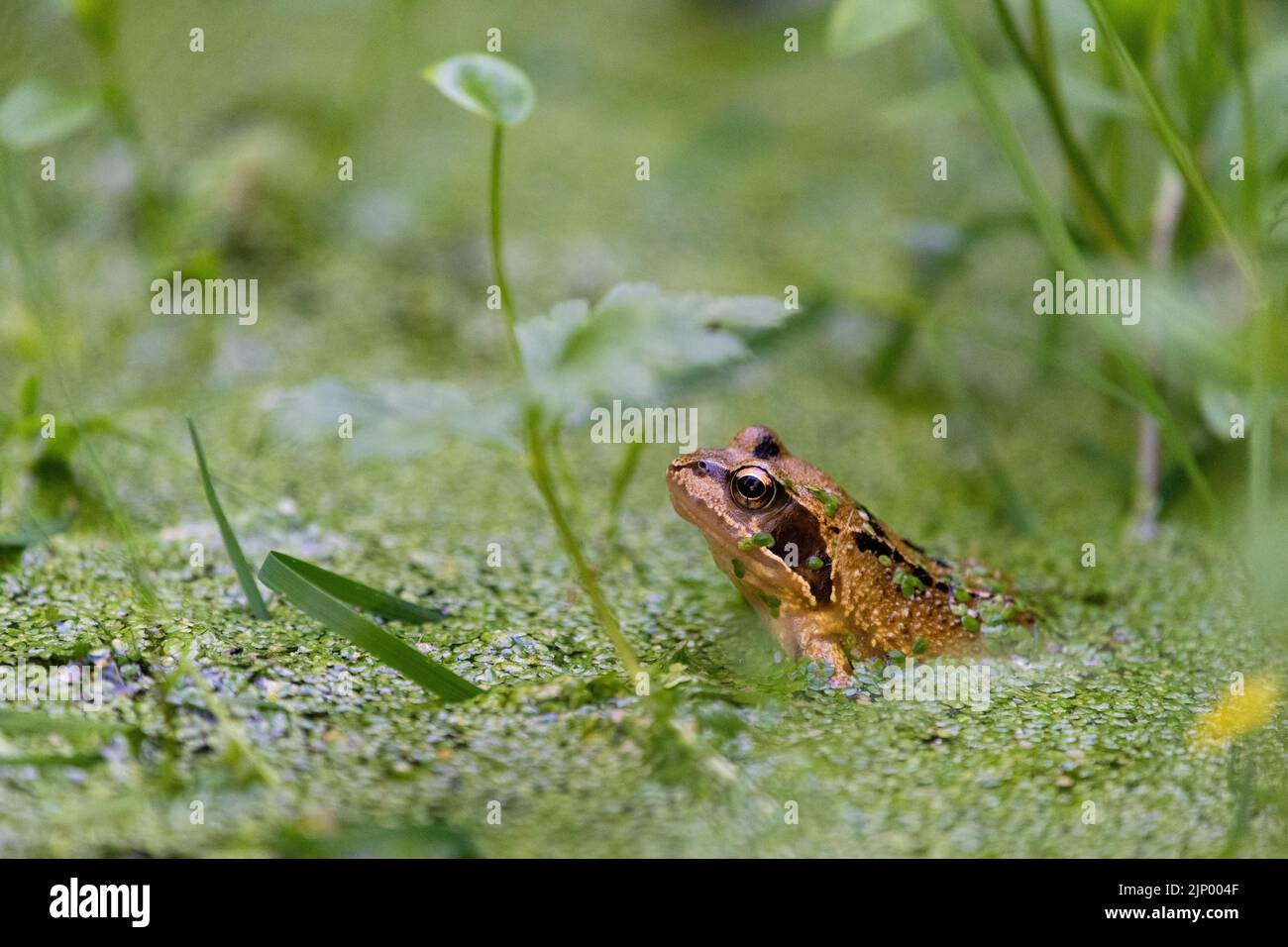 Grenouille commune dans l'étang de la faune entouré de plantes et de duckweed - Royaume-Uni - avec espace de copie Banque D'Images