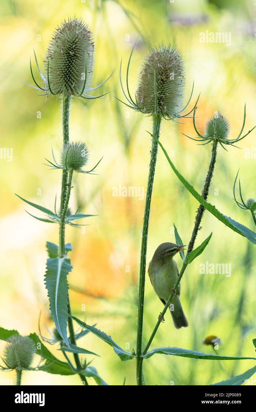 Saule Paruline (Phylloscopus trochilus) recherche de pucerons et de mouches noires sur des cuillères à café dans le jardin d'animaux sauvages - Écosse, Royaume-Uni Banque D'Images