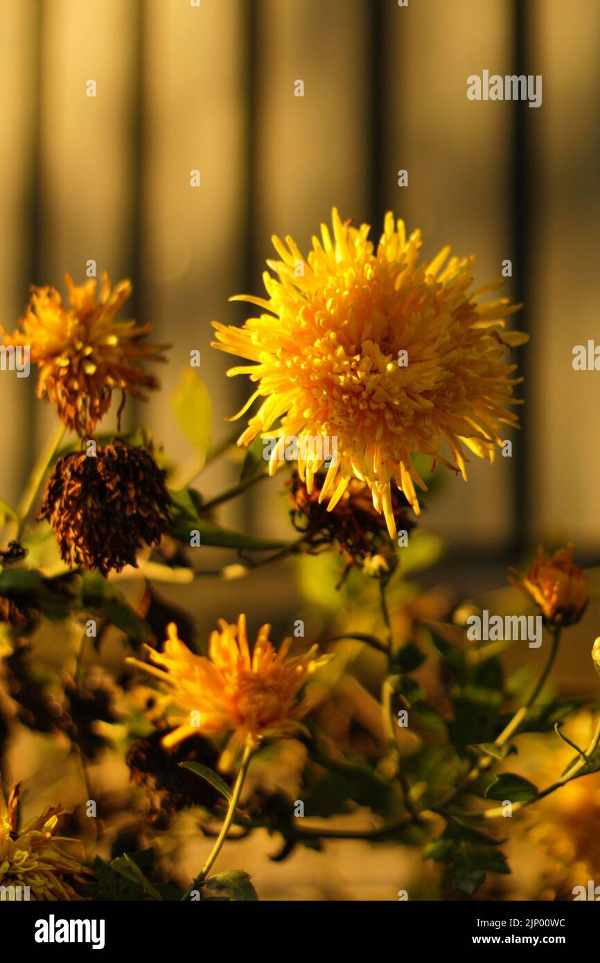 Effet de flou artistique sur la fleur jaune. Chrysanthèmes jaunes pâquerette motif fleur de fond. Arrière-plan des fleurs de chrysanthème. Gros plan automne nature. Hors de FO Banque D'Images