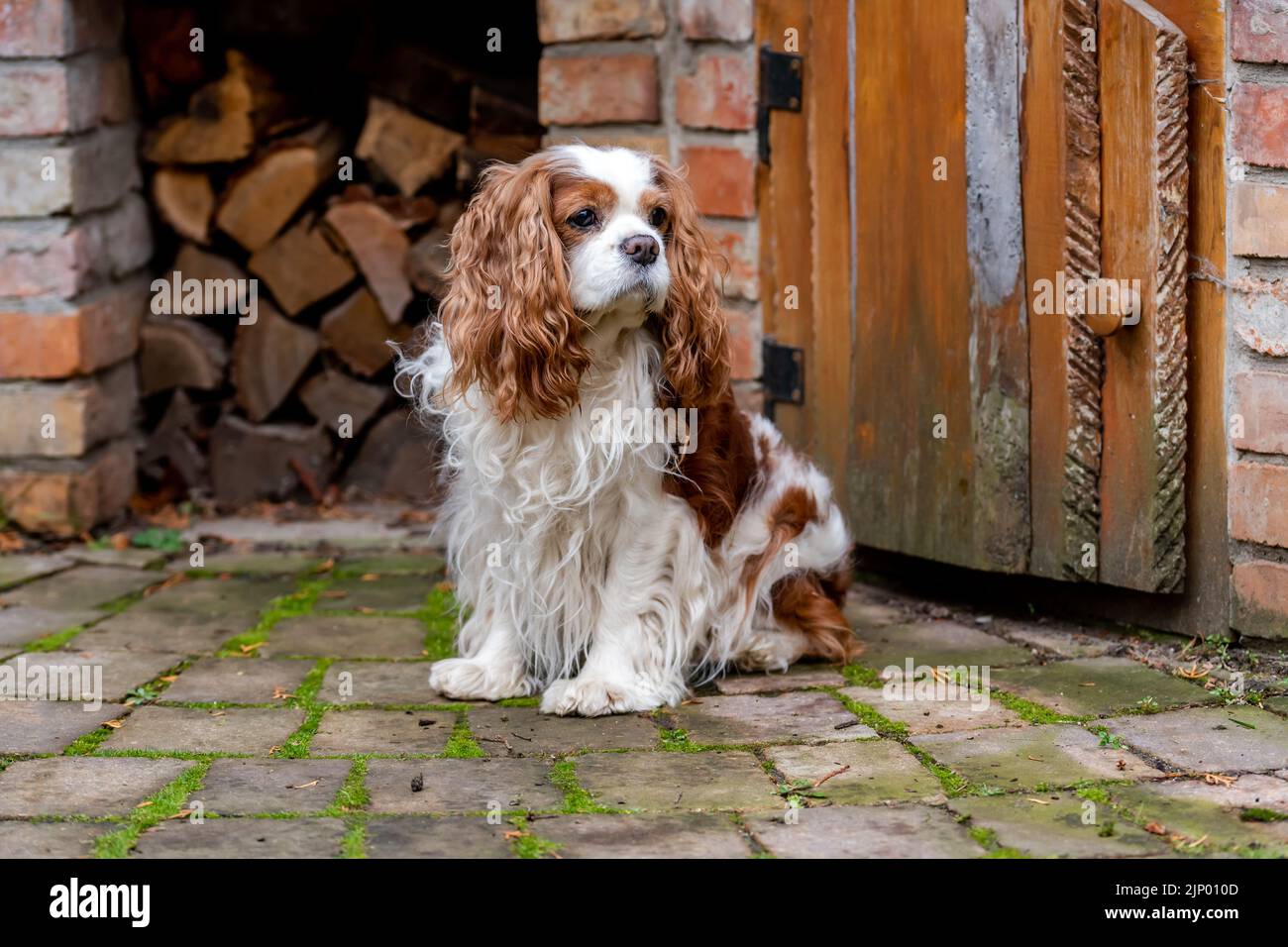 Portrait du cavalier roi charles spaniel. Banque D'Images