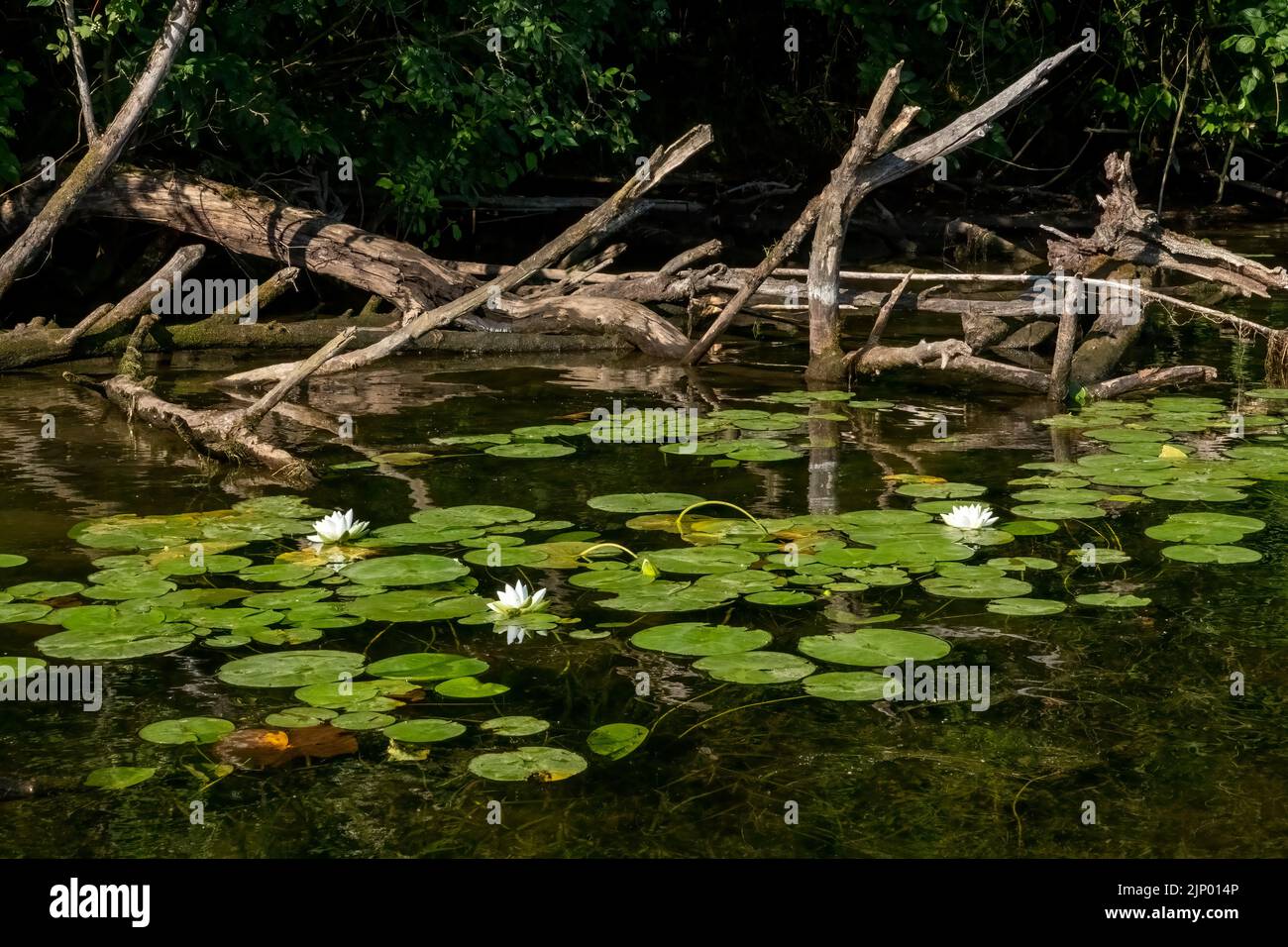 Issaquah, Washington, États-Unis. Le nénuphars parfumé, Nymphaea odorata, est considéré comme une mauvaise herbe nocive de classe C dans cette région. Banque D'Images