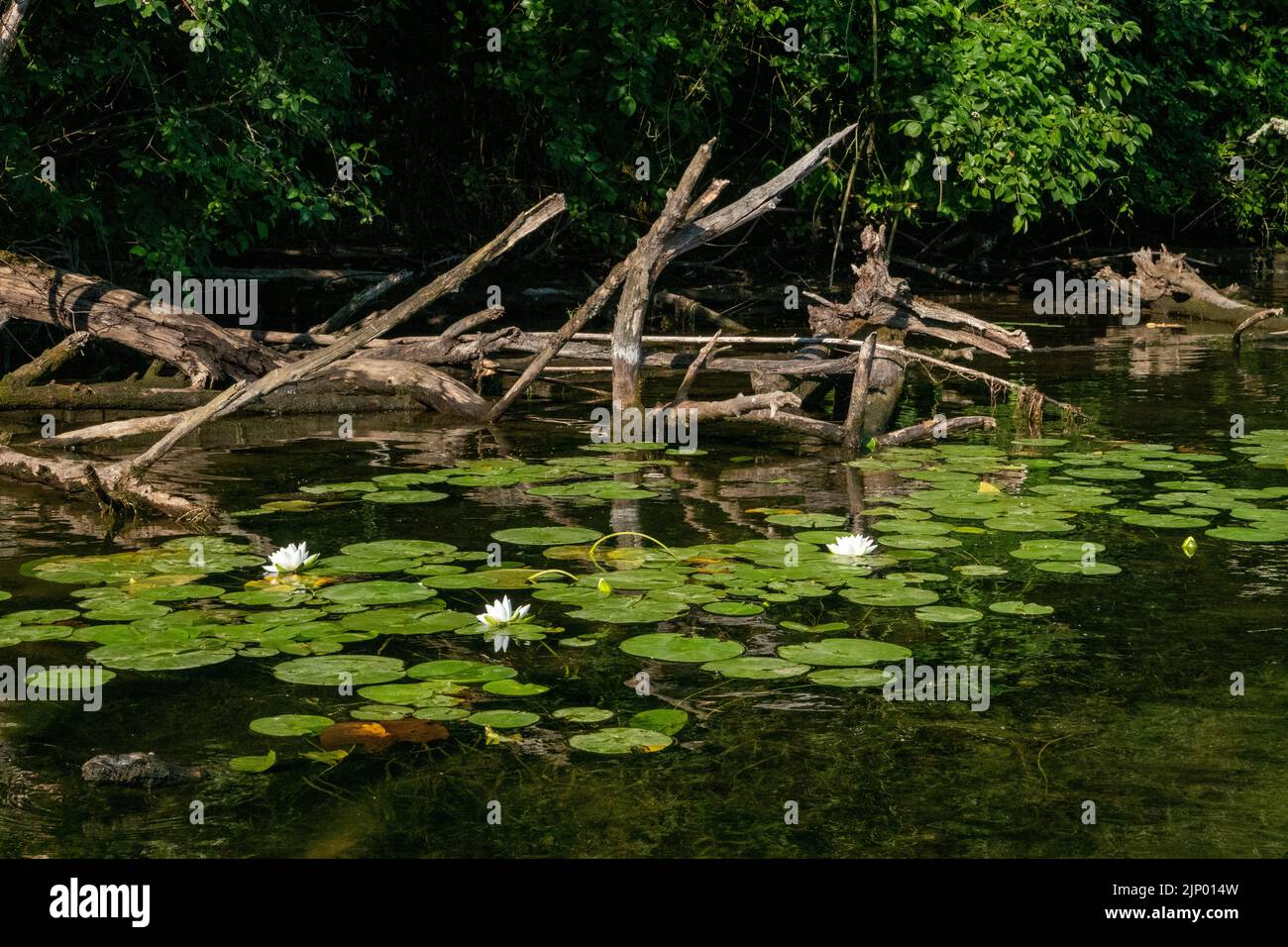 Issaquah, Washington, États-Unis. Le nénuphars parfumé, Nymphaea odorata, est considéré comme une mauvaise herbe nocive de classe C dans cette région. Banque D'Images