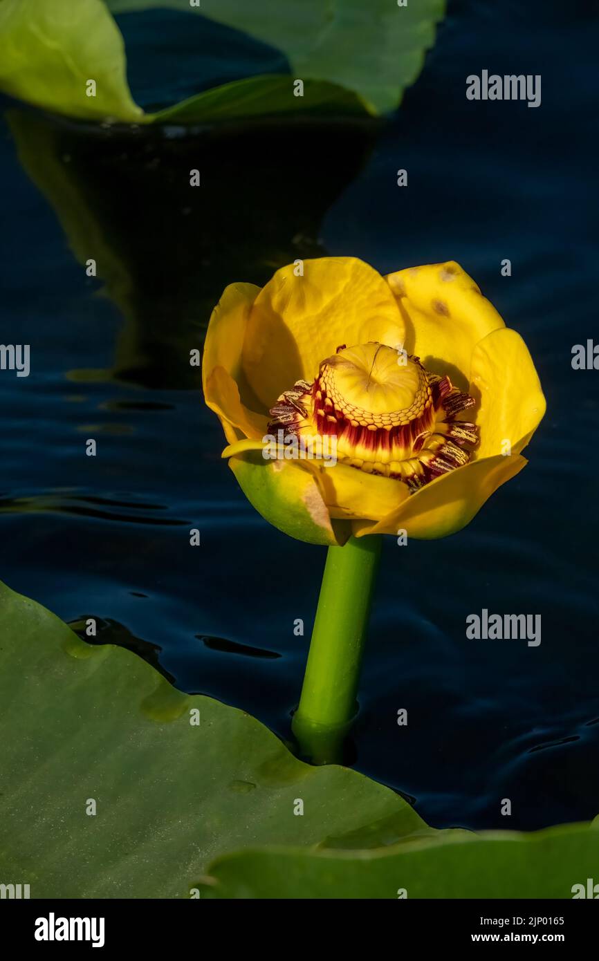 Issaquah, Washington, États-Unis. Gros plan d'une grande fleur jaune d'étang-lys ou wokas (Nuphar polysepala). Il peut être facilement reconnu par sa grande floati Banque D'Images