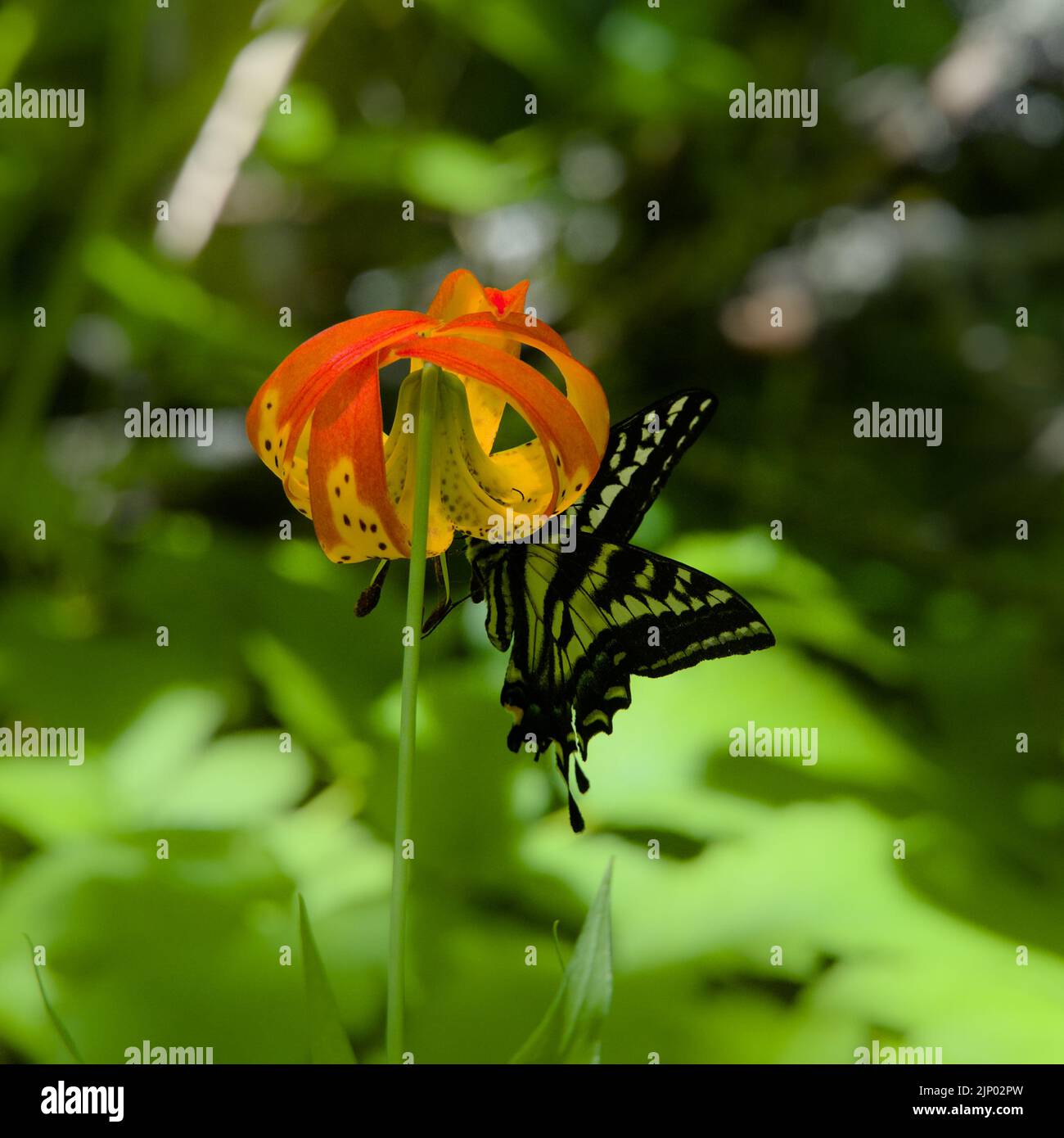 Un papillon de queue hirondelle sous un lys de tigre pleine fleur avec un fond vert Banque D'Images