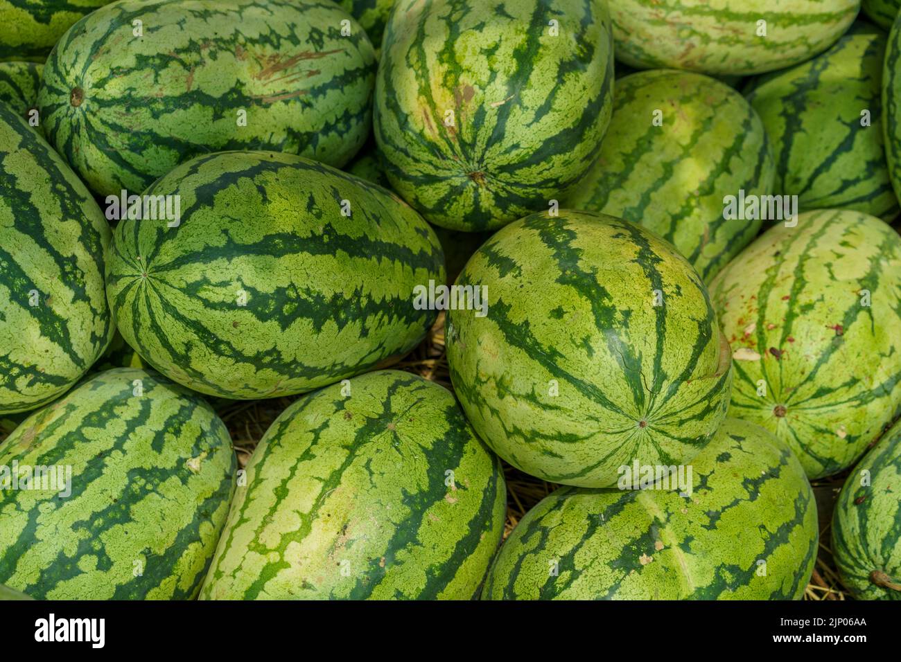 Fond de fruit. Il y a beaucoup de grosses pastèques biologiques mûres vertes et douces au marché agricole (supermarché). Nutrition et vitamines. Aliments crus sains. Banque D'Images