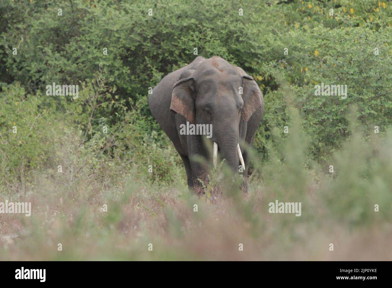 Éléphants et Tuskers dans le parc national de Kalawewa, Sri Lanka Banque D'Images