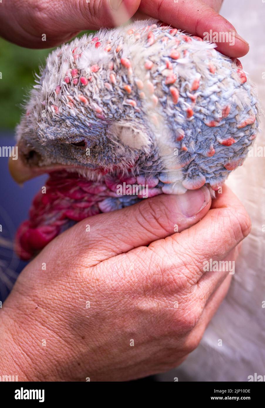 Vellahn, Allemagne. 08th août 2022. Une dinde est pétée dans une enceinte spacieuse à l'installation de protection des animaux de la « Terre des animaux ». Actuellement, environ 180 animaux vivent sur le site d'environ 13 hectares. Les animaux viennent, par exemple, de l'élevage d'animaux de ferme ou de personnes privées qui ont été submergées de soins. La ferme financée par des dons a été construite depuis 2014 sur un ancien site de l'Armée populaire nationale du RDA (ANV). Credit: Jens Büttner/dpa/Alay Live News Banque D'Images