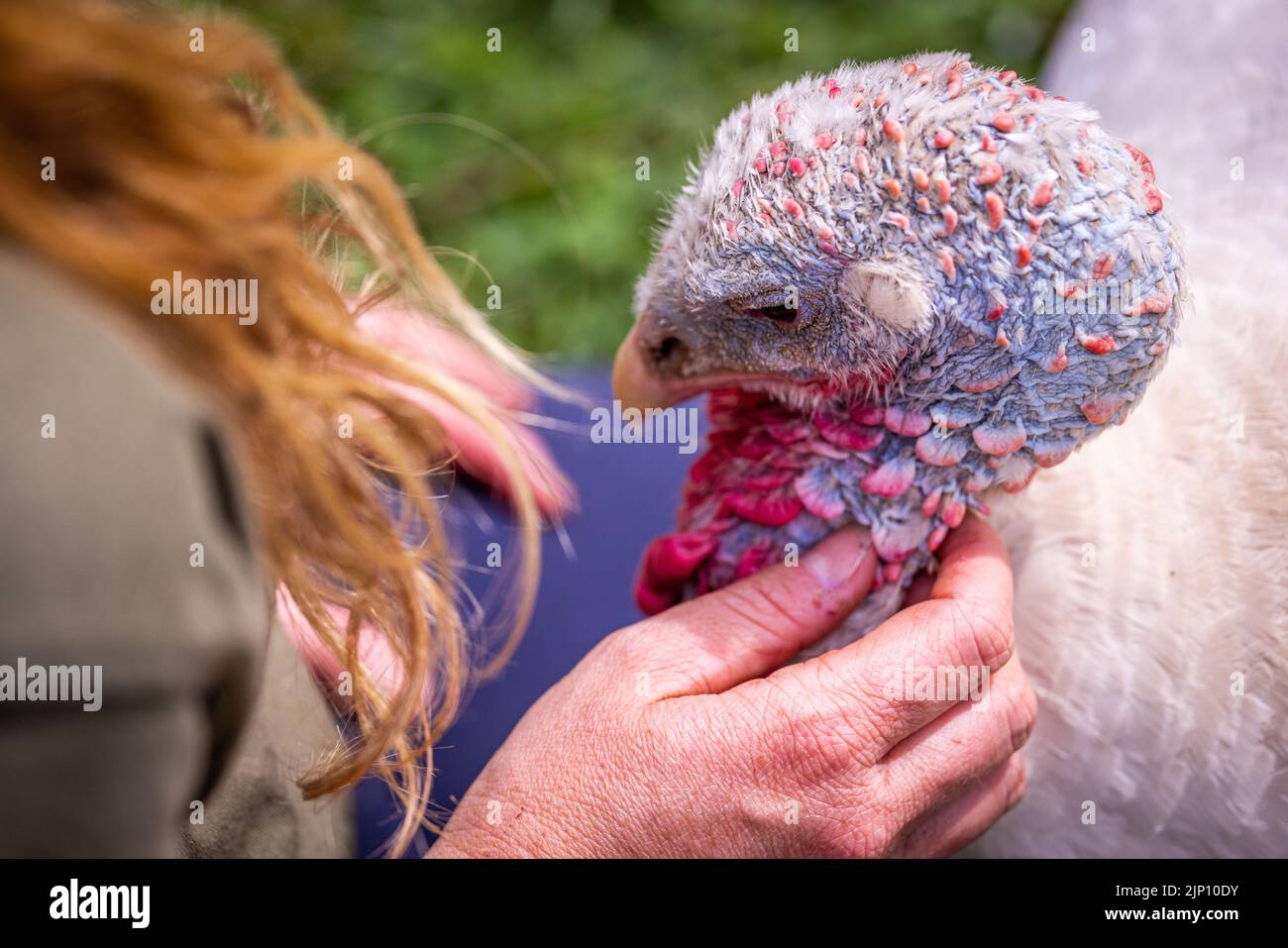 Vellahn, Allemagne. 08th août 2022. Une dinde est pétée dans une enceinte spacieuse à l'installation de protection des animaux de la « Terre des animaux ». Actuellement, environ 180 animaux vivent sur le site d'environ 13 hectares. Les animaux viennent, par exemple, de l'élevage d'animaux de ferme ou de personnes privées qui ont été submergées de soins. La ferme financée par des dons a été construite depuis 2014 sur un ancien site de l'Armée populaire nationale du RDA (ANV). Credit: Jens Büttner/dpa/Alay Live News Banque D'Images