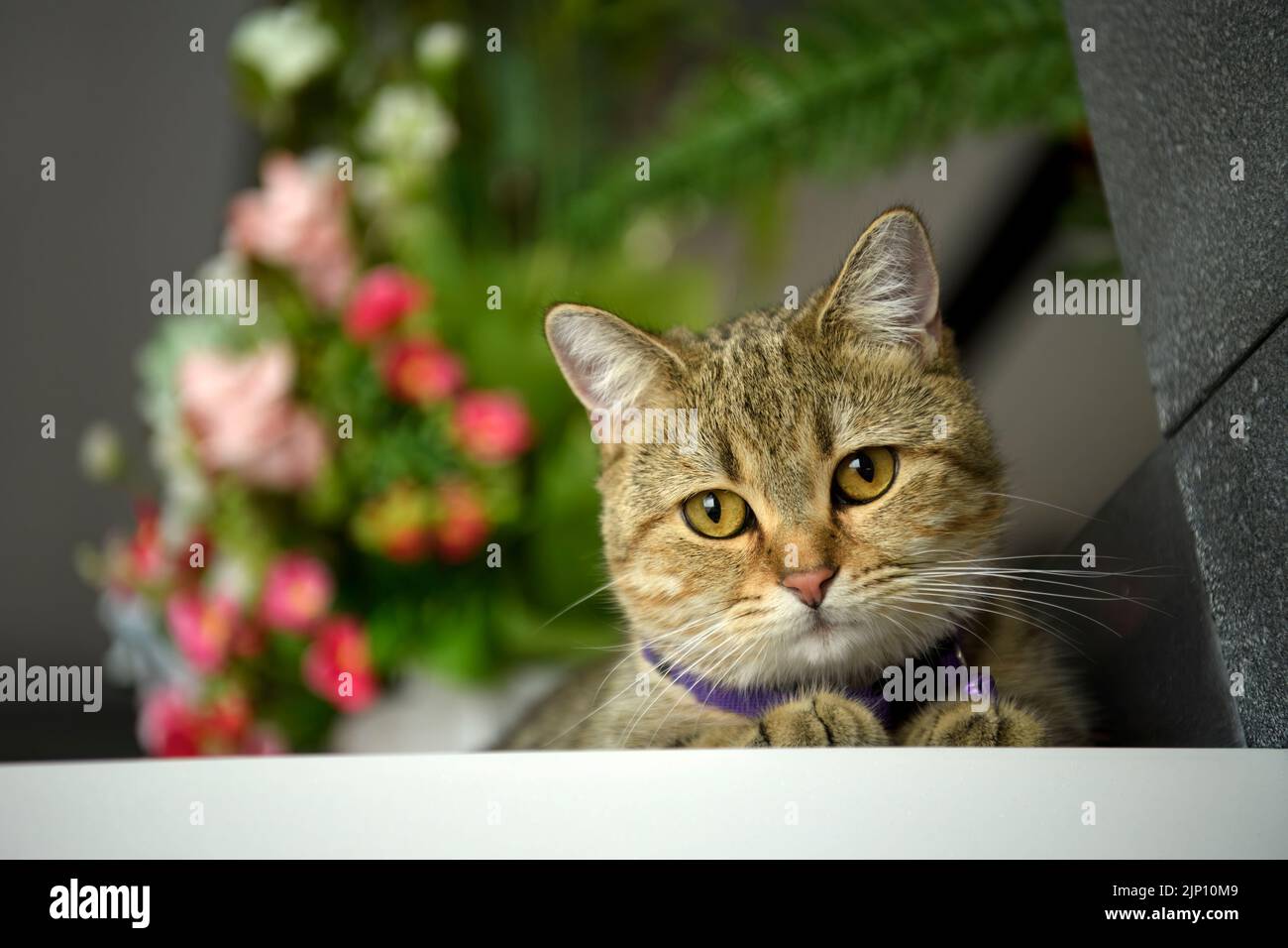 Scottish Fold chat rayé portant un collier violet posant en position assise sur une table avec une paire de vases et de fleurs colorées, droit devant Banque D'Images