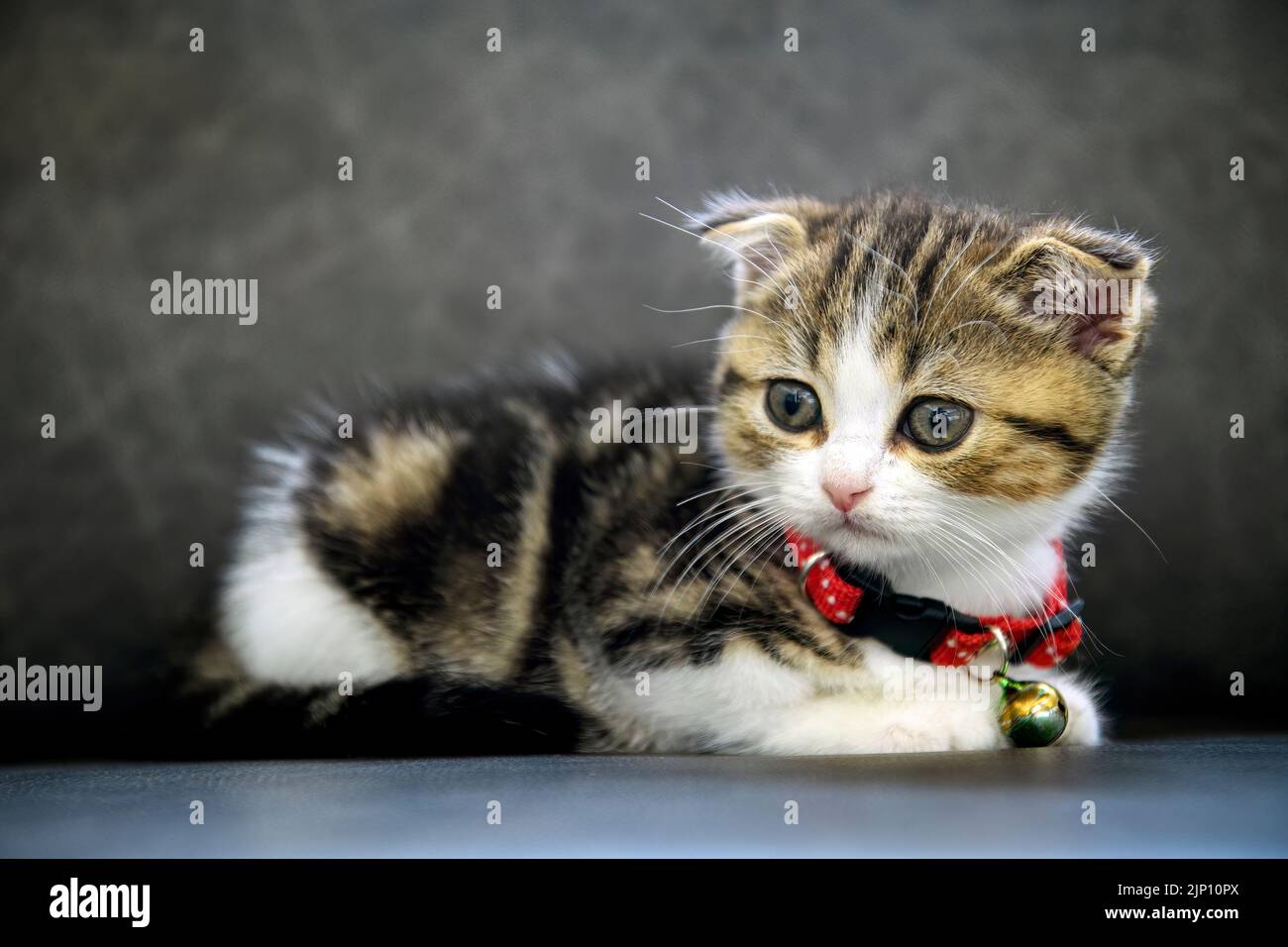 Chaton écossais à rayures se coucher sur un canapé gris foncé et regardant sur le côté, vue de face, un joli petit chat, un magnifique pedigree tabby sitti Banque D'Images