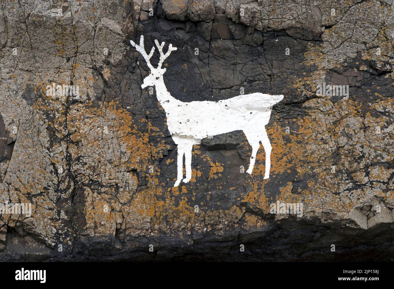 Cerf blanc peint sur les rochers de Blackrocks point (également connu sous le nom de Stag Rocks), Bamburgh, Northumberland, Royaume-Uni Banque D'Images