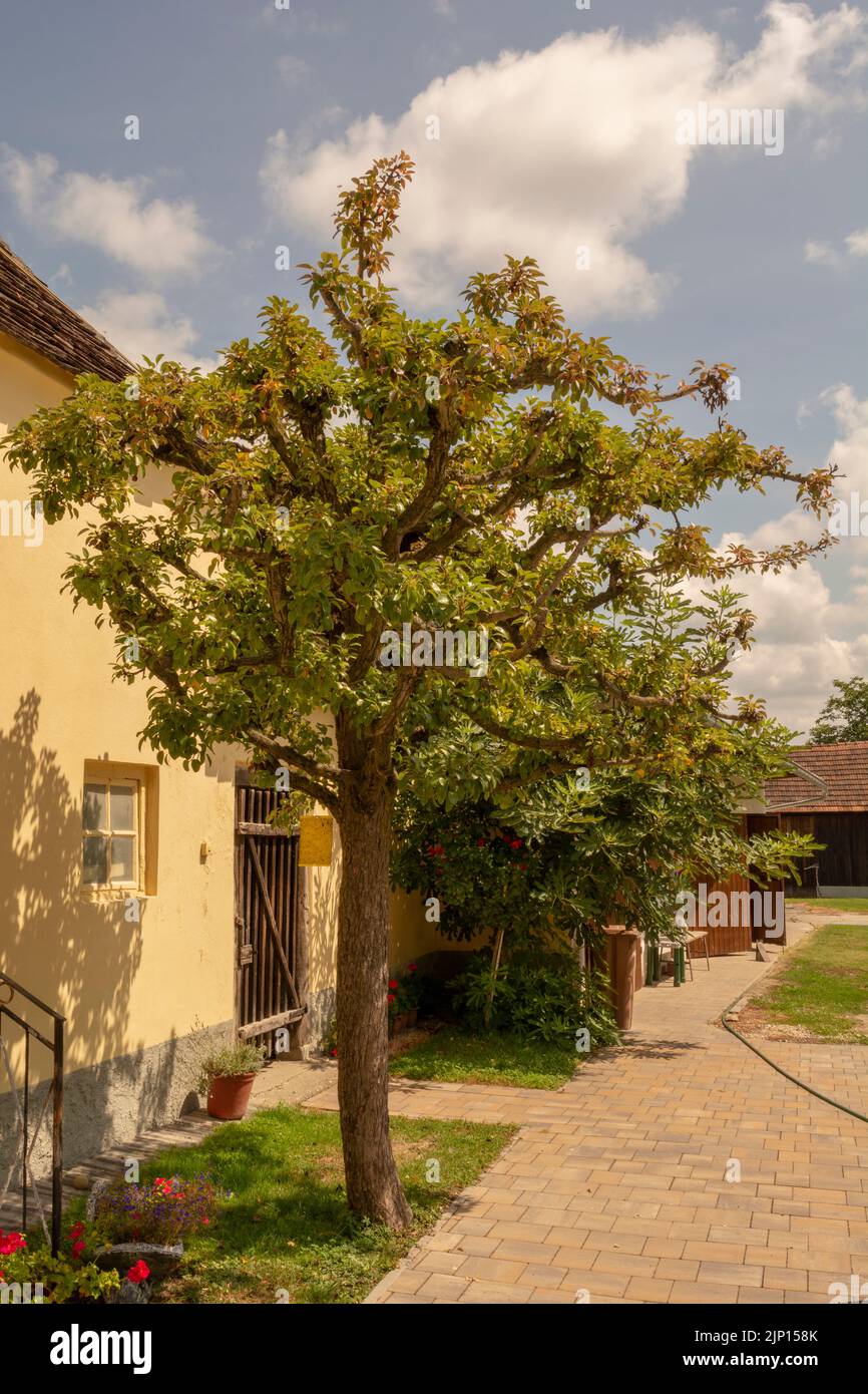 Donji Kraljevec, Croatie - 14 août 2022 : la maison où est né Rudolf Steiner. Lieu de naissance. Banque D'Images
