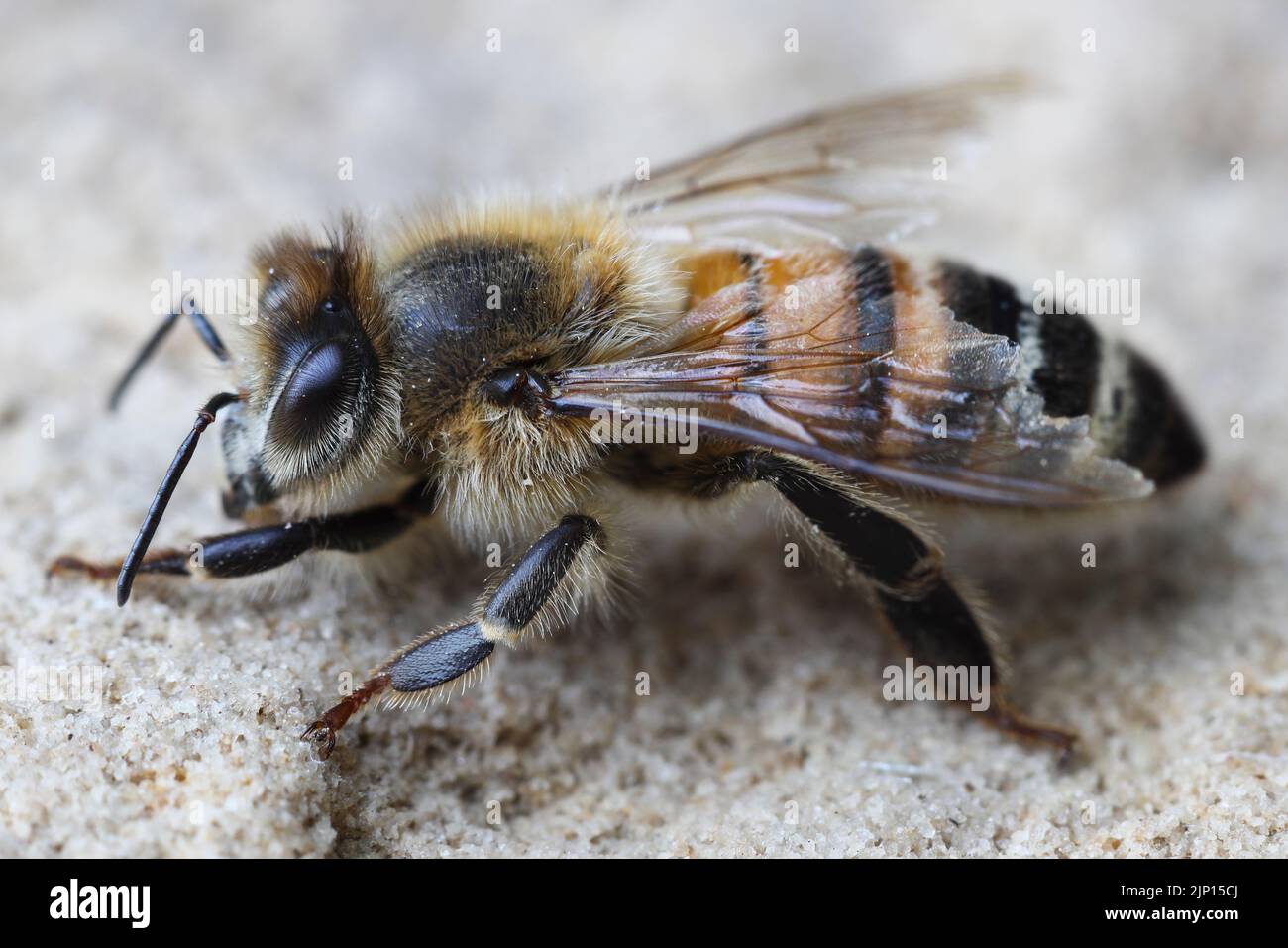 Miel Bee (APIs mellifera) avec des ailes endommagées UK Banque D'Images