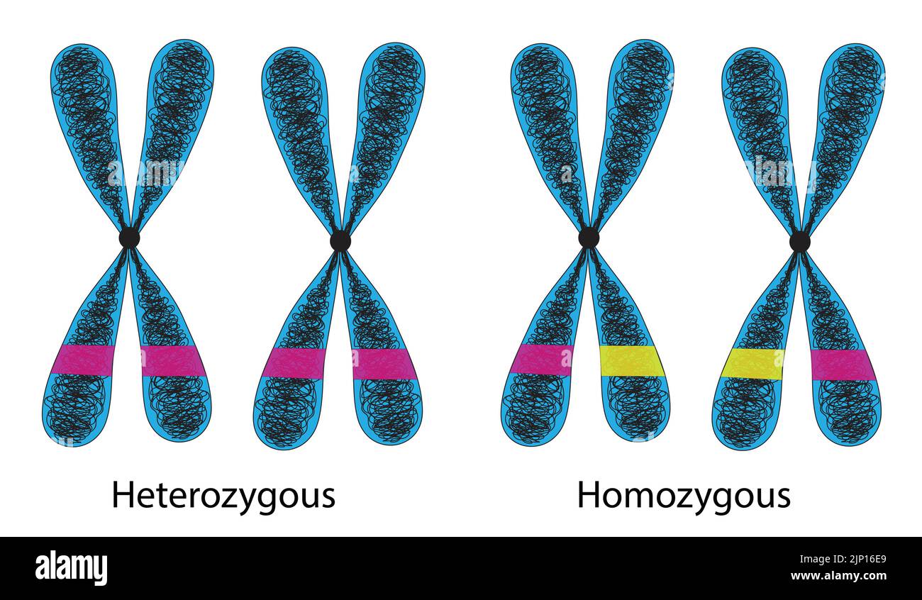 Hétérozygotes et homozygotes Illustration de Vecteur