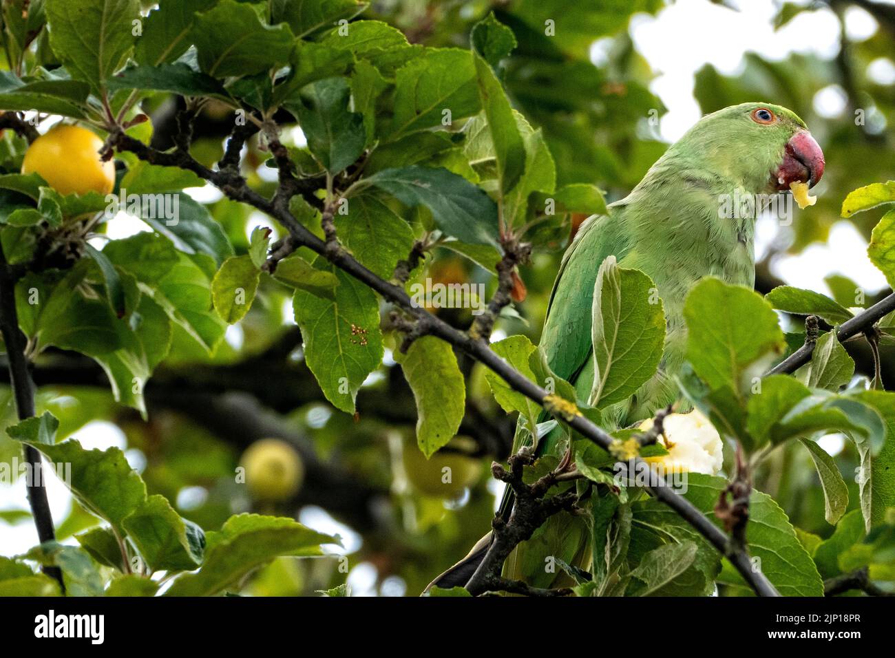 Parakeet à col annulaire mangeant des pommes de crabe dans un jardin de banlieue anglais Banque D'Images