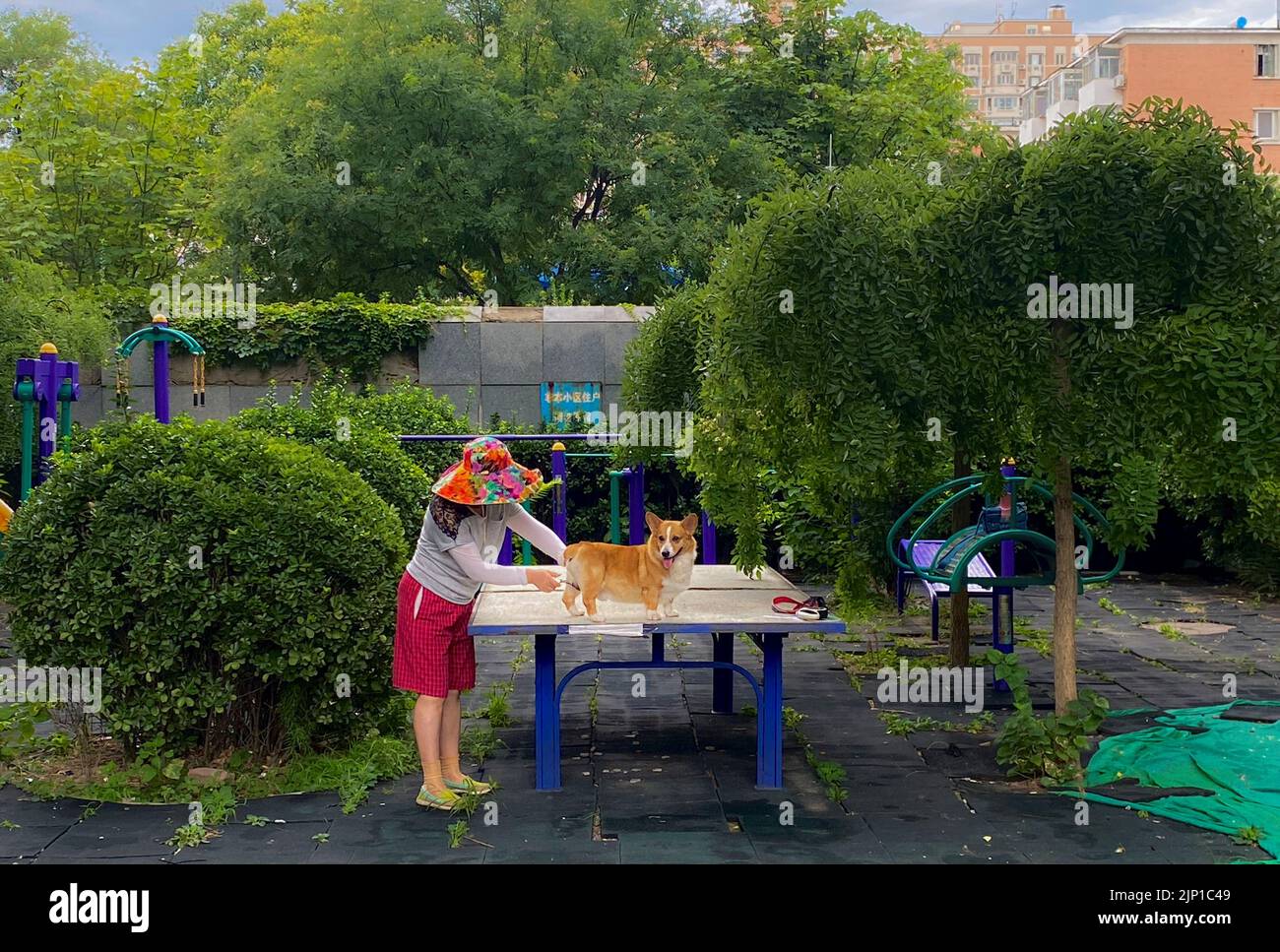 Une femme coupe la fourrure d'un chien de Corgi sur une table de ping-pong à Pékin, Chine, 15 août 2022. REUTERS/Thomas Peter Banque D'Images