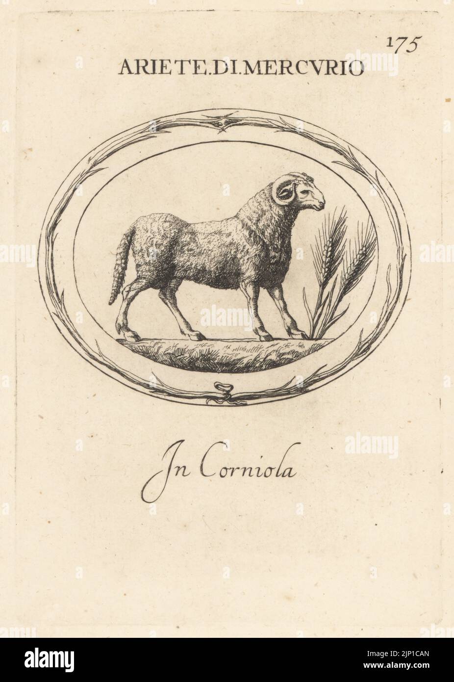 RAM du dieu romain Mercure avec des oreilles de blé. En carnélien. Ariete di Mercurio. À corniola. Gravure de coperplate par Giovanni Battista Galestuzzi d'après Leonardo Agostini de gemmae et Sculpturae Antiquae Depitti ab Leonardo Augustino Senesi, Abraham Blooteling, Amsterdam, 1685. Banque D'Images