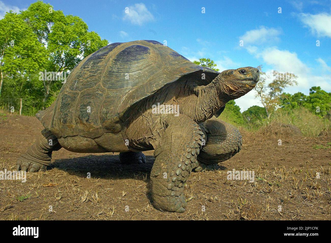 Galapagos Turtle géante (Chelonoidis nigra porteri), dans les hautes terres marécageuses, île de Santa Cruz, île infatigable, Galapagos Achilago, Équateur Banque D'Images