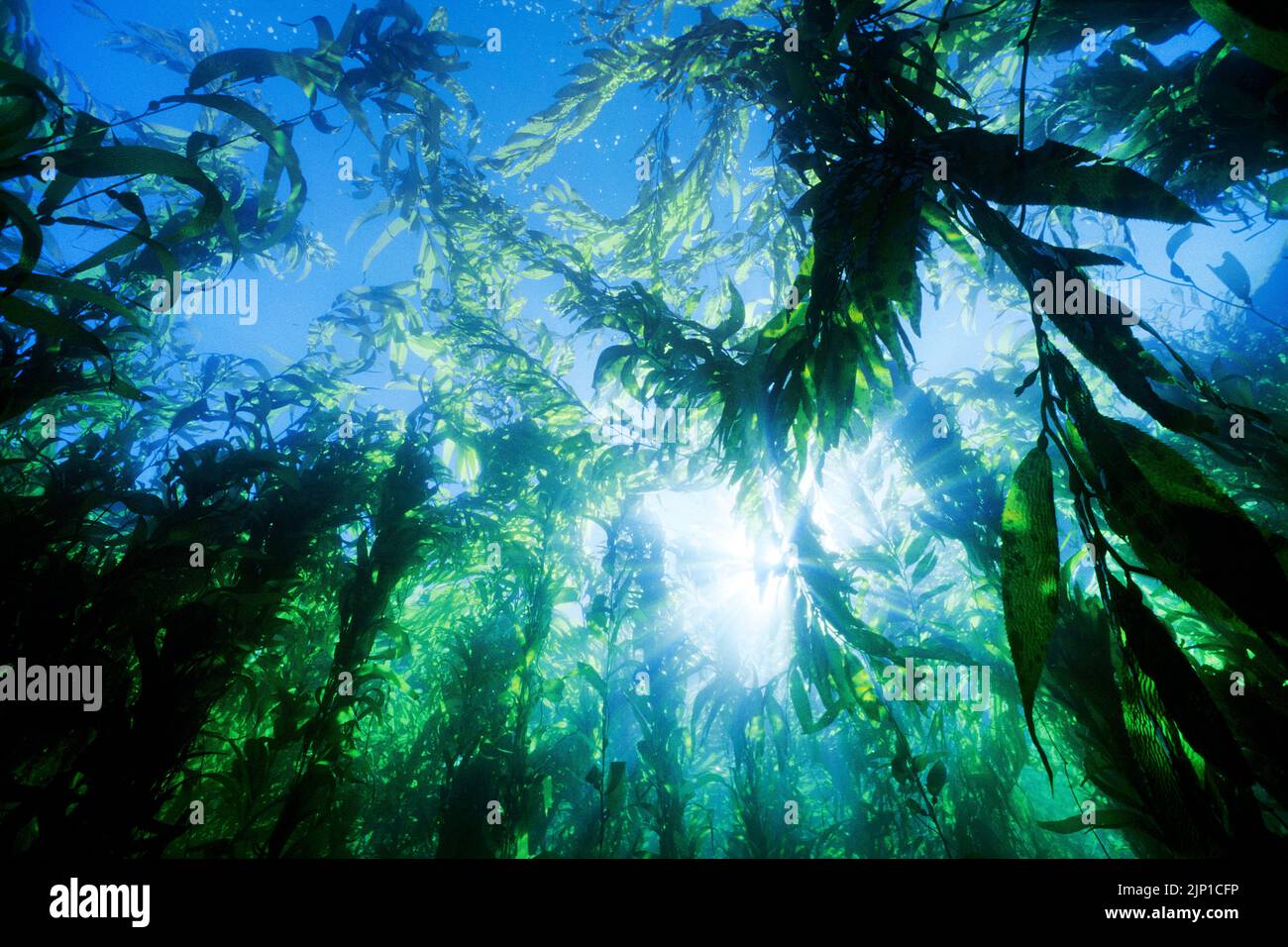 Bladder Kelp Banque De Photographies Et D images Haute R solution Alamy Bladder Kelp Banque De Photographies Et D images Haute R solution Alamy