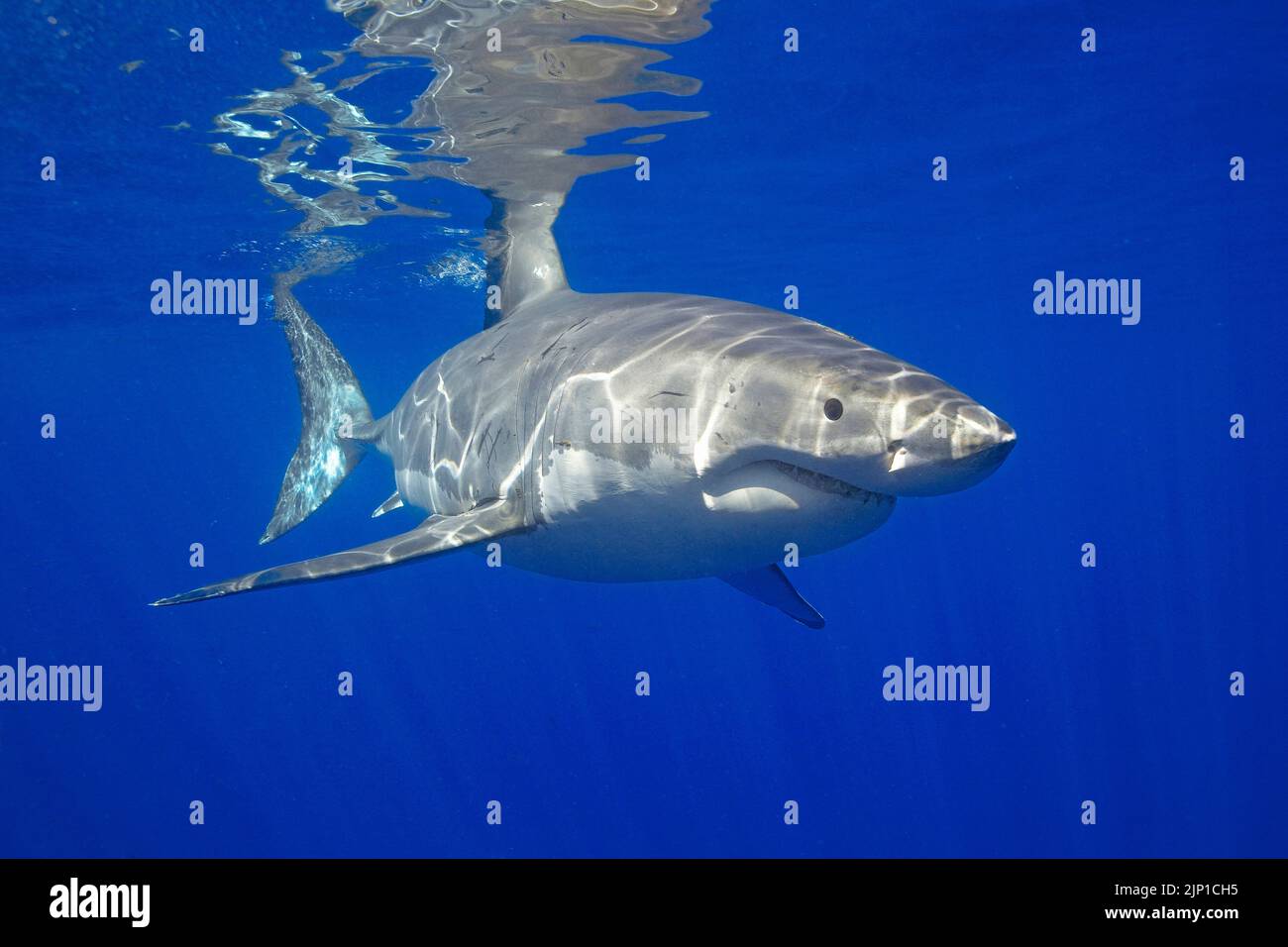 Grand requin blanc (Carcharodon carcharias) en eau bleue, île Guadalupe, Mexique, Océan Pacifique Banque D'Images