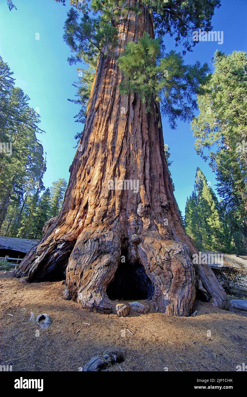 Le séquoia géant (Sequoia giganteum), a plus de 22 pieds de diamètre et 254 pieds de haut, le parc national de Sequoia Kings Canyon, Californie, États-Unis Banque D'Images