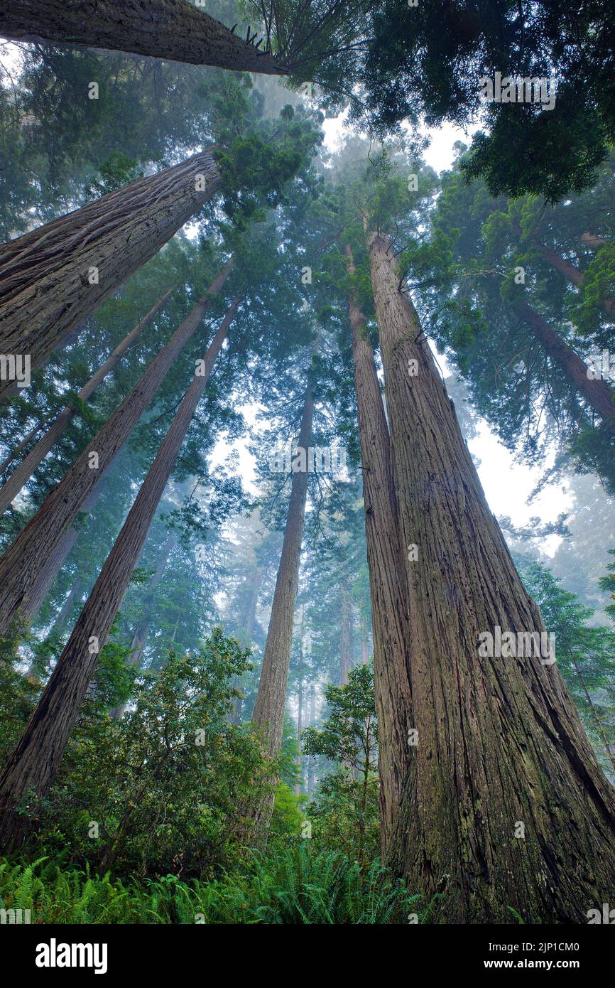 Les séquoias côtiers (Sequoia sempervirens) et les sapins de Douglas dominent le monument national de Muir Woods au nord de San Francisco, Californie, États-Unis Banque D'Images