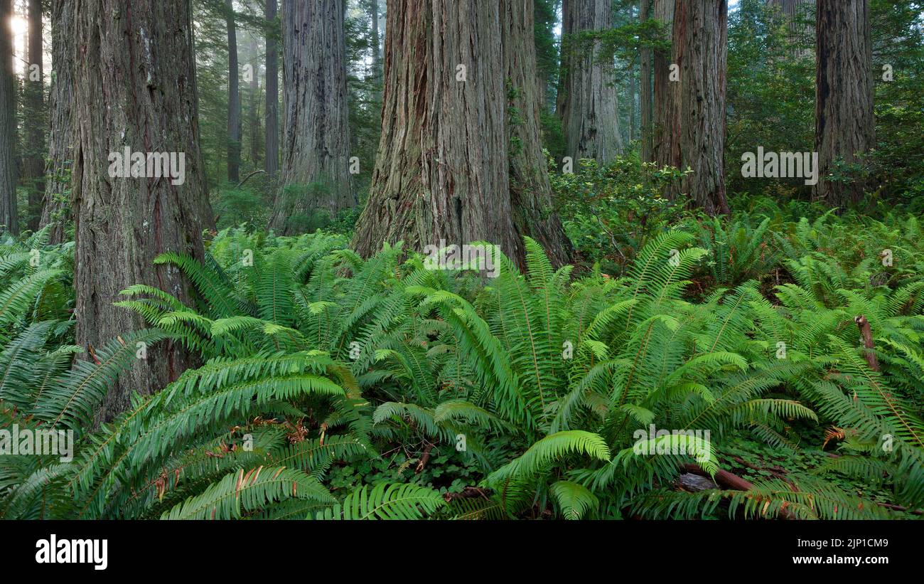 Les séquoias côtiers (Sequoia sempervirens) et les sapins de Douglas dominent le monument national de Muir Woods au nord de San Francisco, Californie, États-Unis Banque D'Images