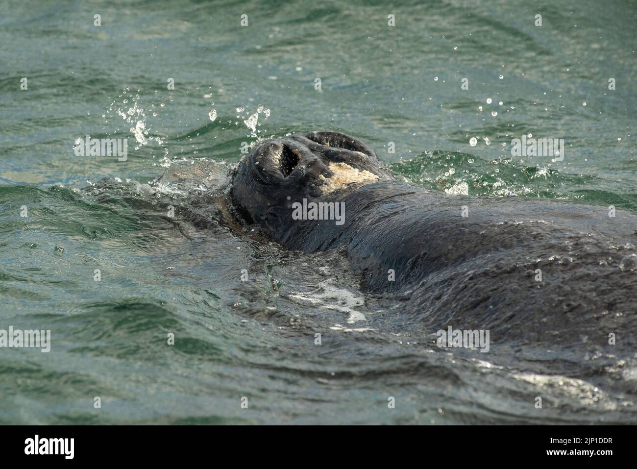 Baleine noire du sud, veau avec poux, à Walker Bay, Hermanus , Cap occidental Afrique du Sud. 05 août 2022 Banque D'Images