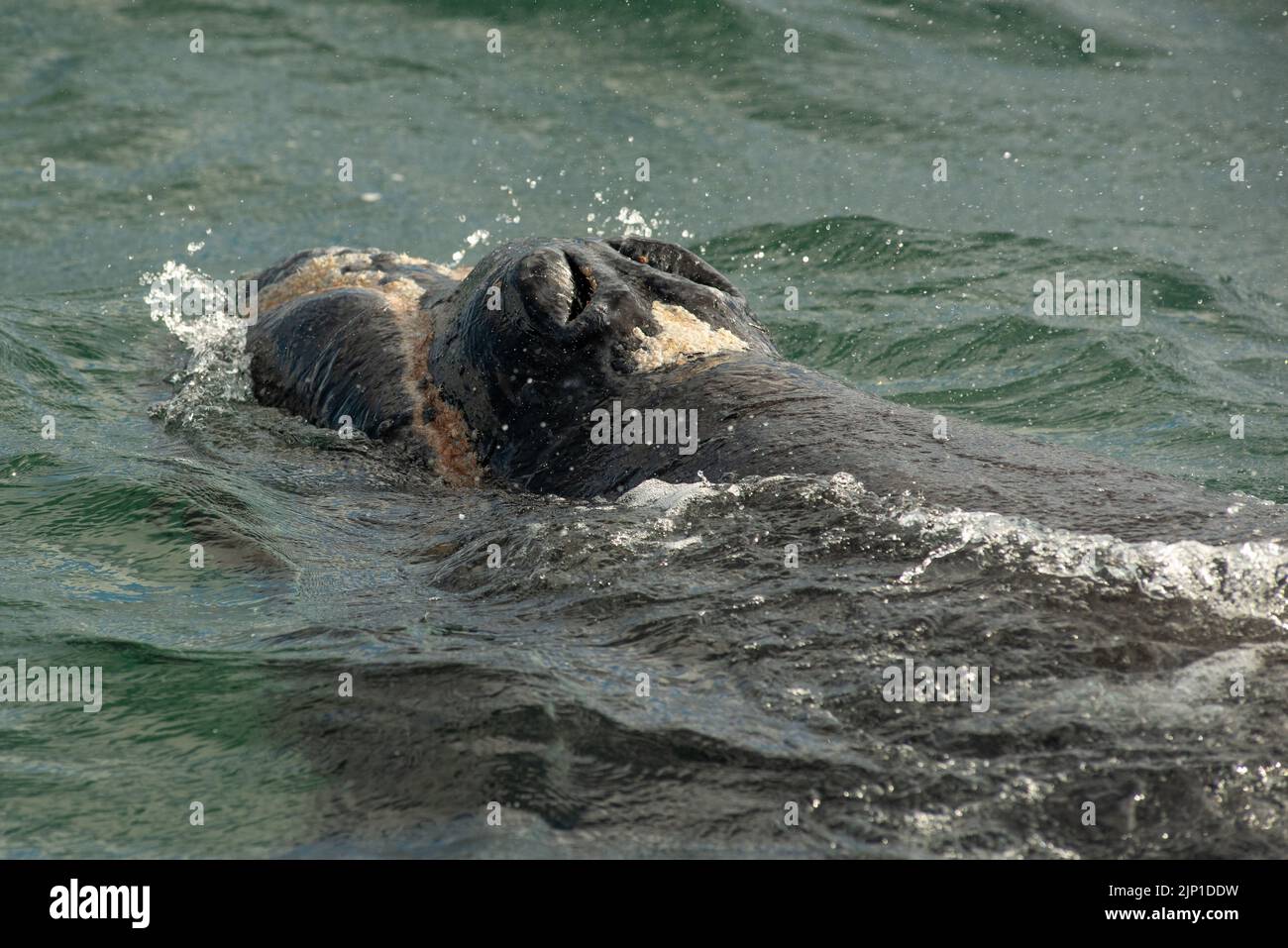 Baleine noire du sud, veau avec poux, à Walker Bay, Hermanus , Cap occidental Afrique du Sud. 05 août 2022 Banque D'Images