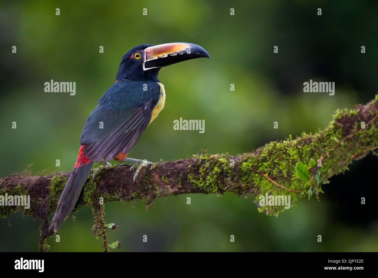 Aracari (Pteroglossus torquatus) perché sur une branche avec de la mousse, vue de derrière, Costa Rica Banque D'Images