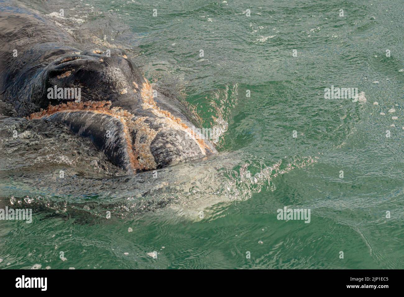 Veau de baleine à droite du sud avec poux de baleine à Walker Bay, Hermanus , Cap-Ouest Afrique du Sud. 05 août 2002 Banque D'Images