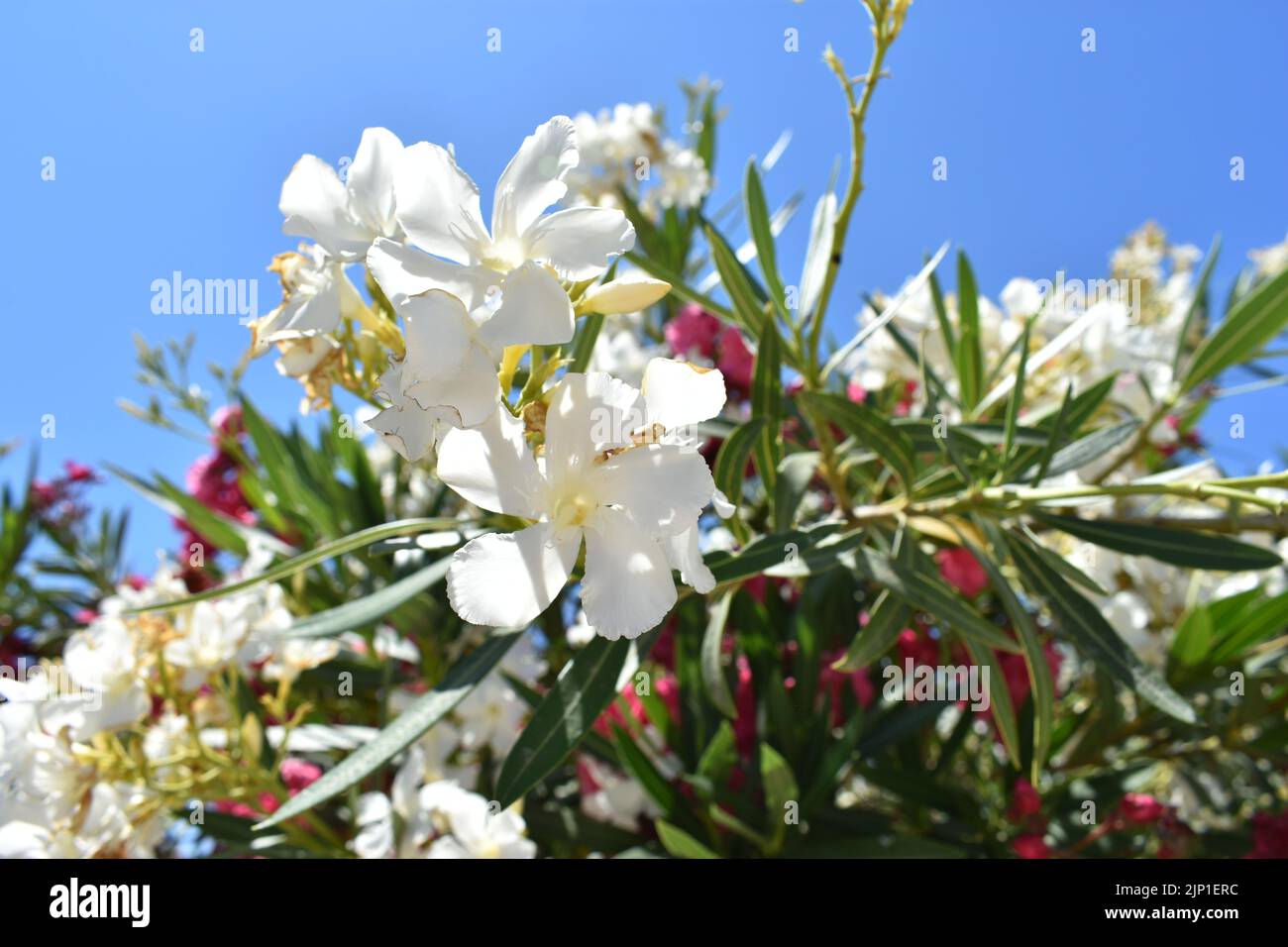 Les fleurs d'oléander blanches (nom latin Nerium oléander) , plus communément appelé oléander ou nerium, est un arbuste ornemental Banque D'Images