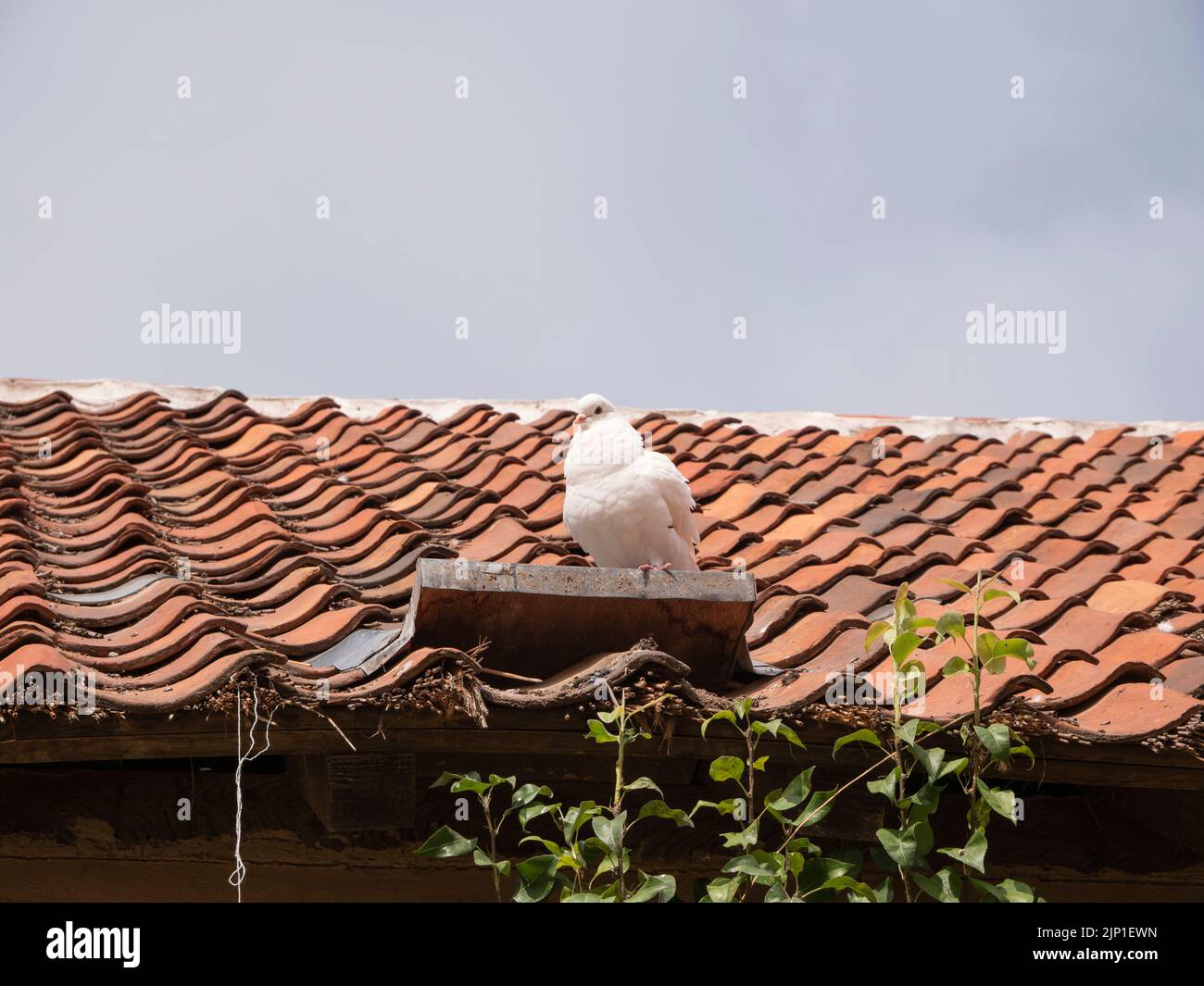 Le pigeon blanc décoratif se trouve sur une étagère fixée à un vieux toit en tuiles Banque D'Images