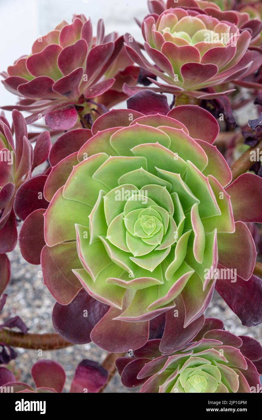 Aeonium 'Velour' plante succulente à feuilles persistantes avec rosettes de feuillage charnel aux bords rouges foncé Banque D'Images