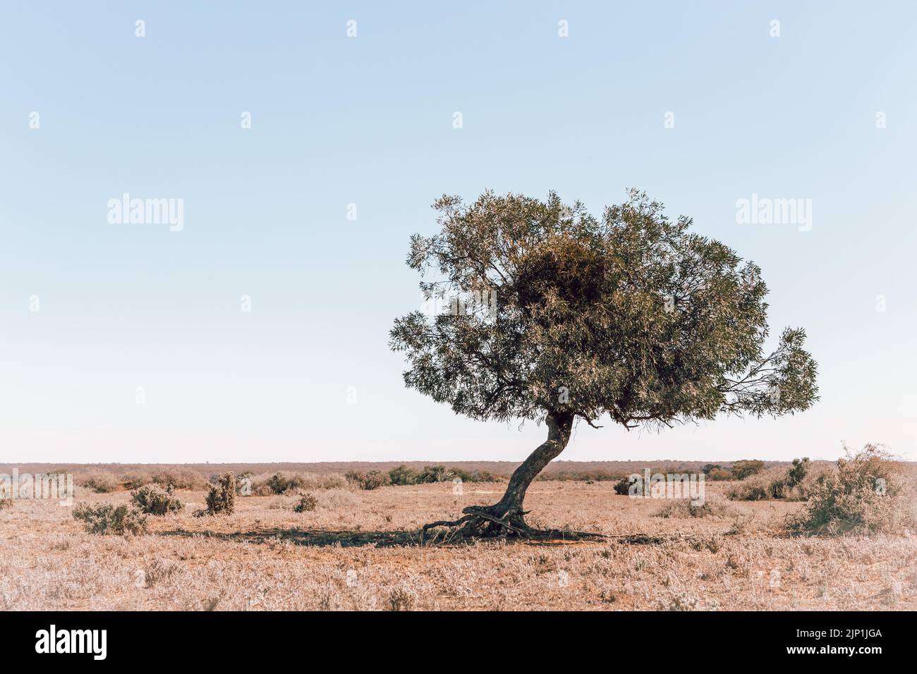 Un arbre parmi le désert de broussailles de l'Australie intérieure Banque D'Images