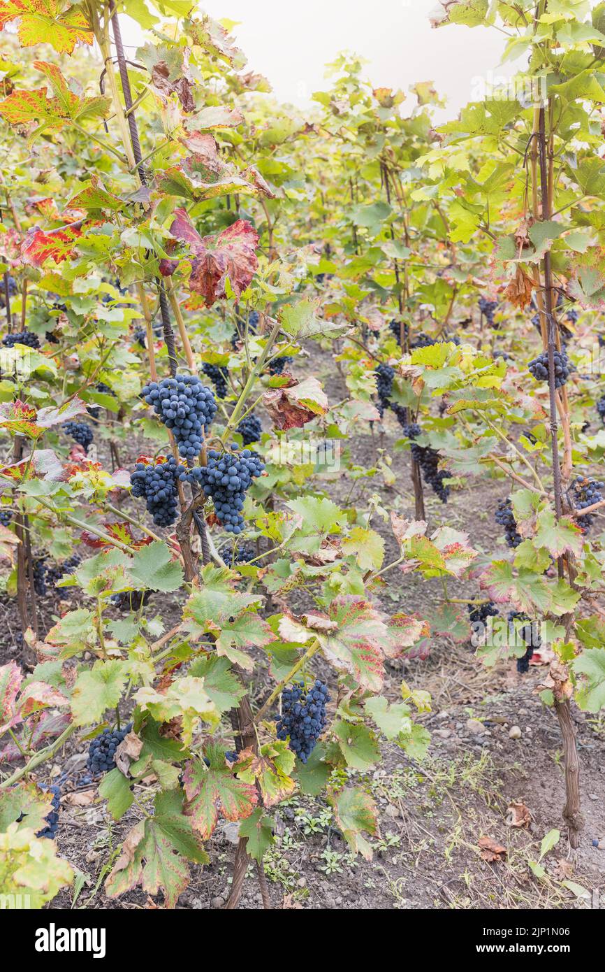 Blueripe a partiellement séché les raisins et les feuilles dans le vignoble. Saison d'automne, temps de récolte. Concept de la défacilité de raisin, de la viticulture et du champignon. Mise au point sélective Banque D'Images