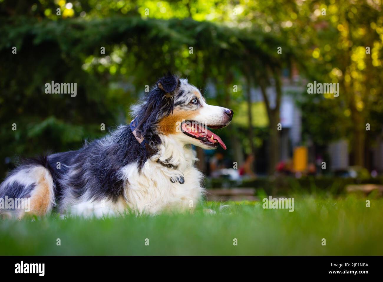 Berger australien dans le parc le jour de l'été. Canine à poil long couché sur l'herbe Banque D'Images