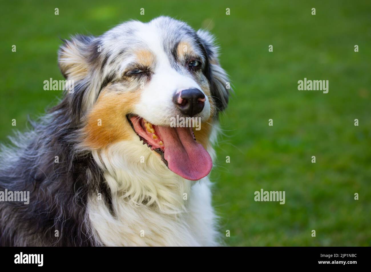 Portrait de berger australien, langue dans le parc. Tricolore canine, yeux bleus Banque D'Images