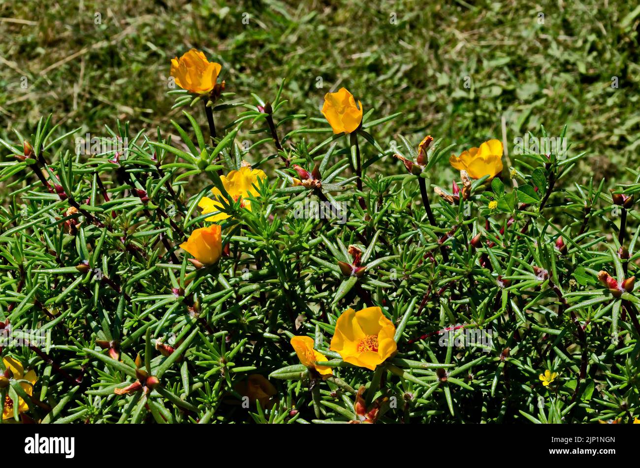Portulaca grandiflora fleur ou plante pavée avec des fleurs jaunes, cultivé et fleuri dans le jardin, Sofia, Bulgarie Banque D'Images