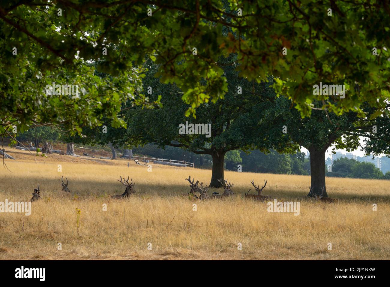 Richmond Park, Londres, Royaume-Uni. 15 août 2022. Une autre journée sèche à Londres avec prairie parchée à Richmond Park. Les orages sont prévus pour la fin du mardi et le mercredi dans la région. Crédit : Malcolm Park/Alay Live News Banque D'Images