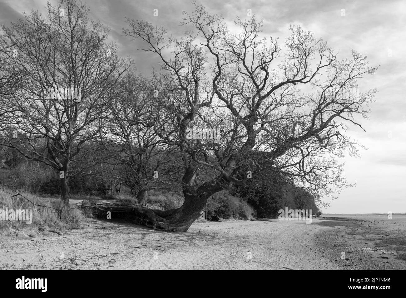 Image en noir et blanc d'un arbre tombé qui pousse encore sur la plage de Nacton Foreshore, Suffolk, Angleterre, Royaume-Uni Banque D'Images