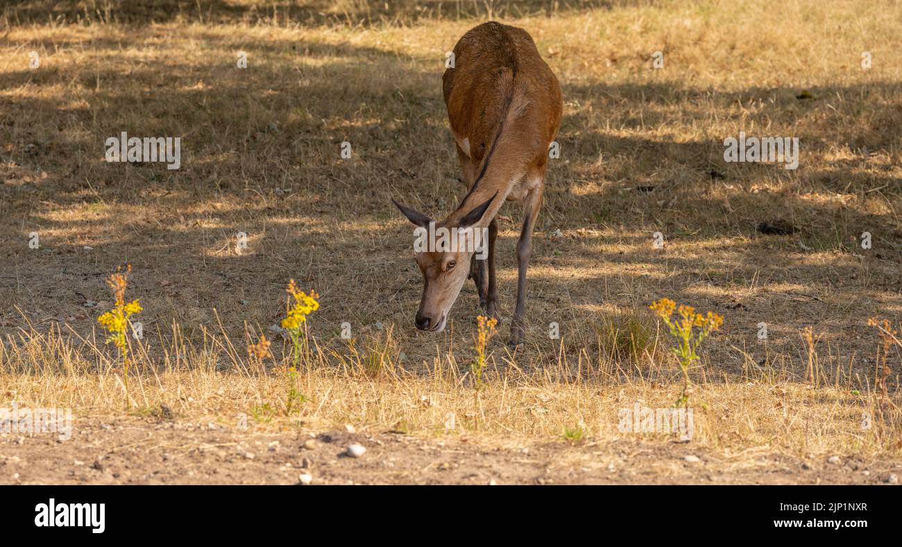 Richmond Park, Londres, Royaume-Uni. 15 août 2022. Un doe de Red Deer recherche des acornes tombés parmi l'herbe séchée. Une autre journée sèche à Londres avec prairie parchée à Richmond Park. Les orages sont prévus pour la fin du mardi et le mercredi dans la région. Crédit : Malcolm Park/Alay Live News Banque D'Images