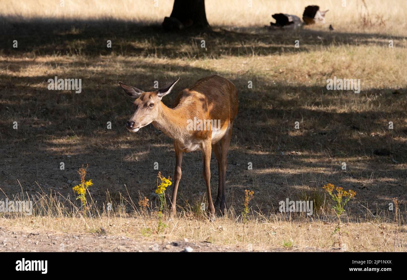 Richmond Park, Londres, Royaume-Uni. 15 août 2022. Un doe de Red Deer recherche des acornes tombés parmi l'herbe séchée. Une autre journée sèche à Londres avec prairie parchée à Richmond Park. Les orages sont prévus pour la fin du mardi et le mercredi dans la région. Crédit : Malcolm Park/Alay Live News Banque D'Images