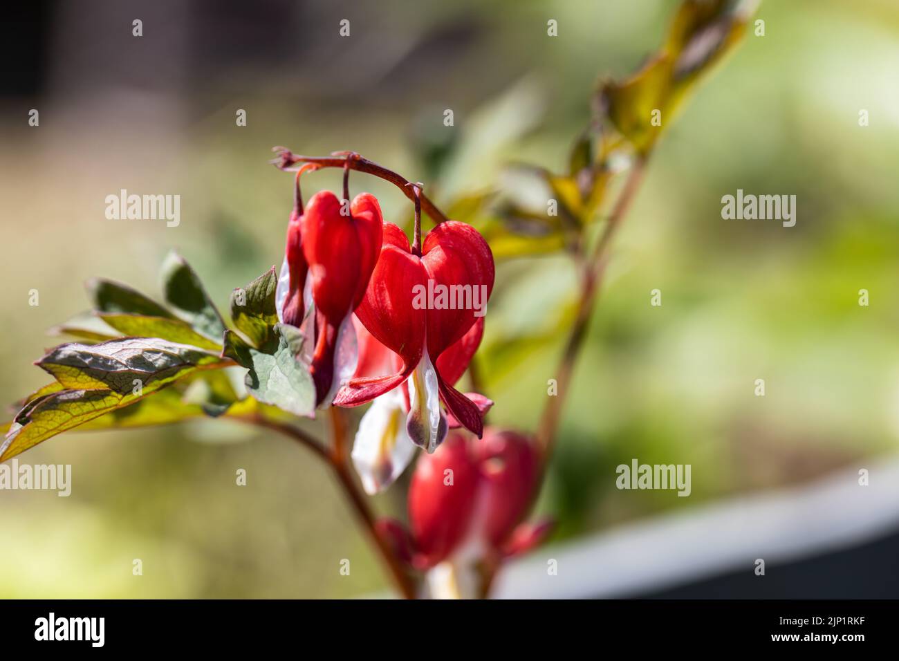 Fleurs d'un coeur saignant Dicentra spectabilis Valentine Banque D'Images