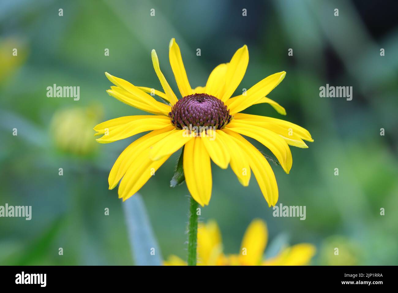 gros plan d'une seule fleur de rudbeckia fulgida sur un arrière-plan flou Banque D'Images