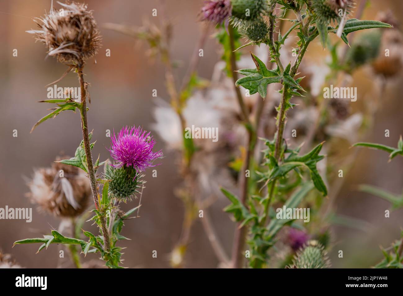 Inflorescence, fleur pourpre et feuilles de chardon rampant isolées sur un pré en automne Banque D'Images