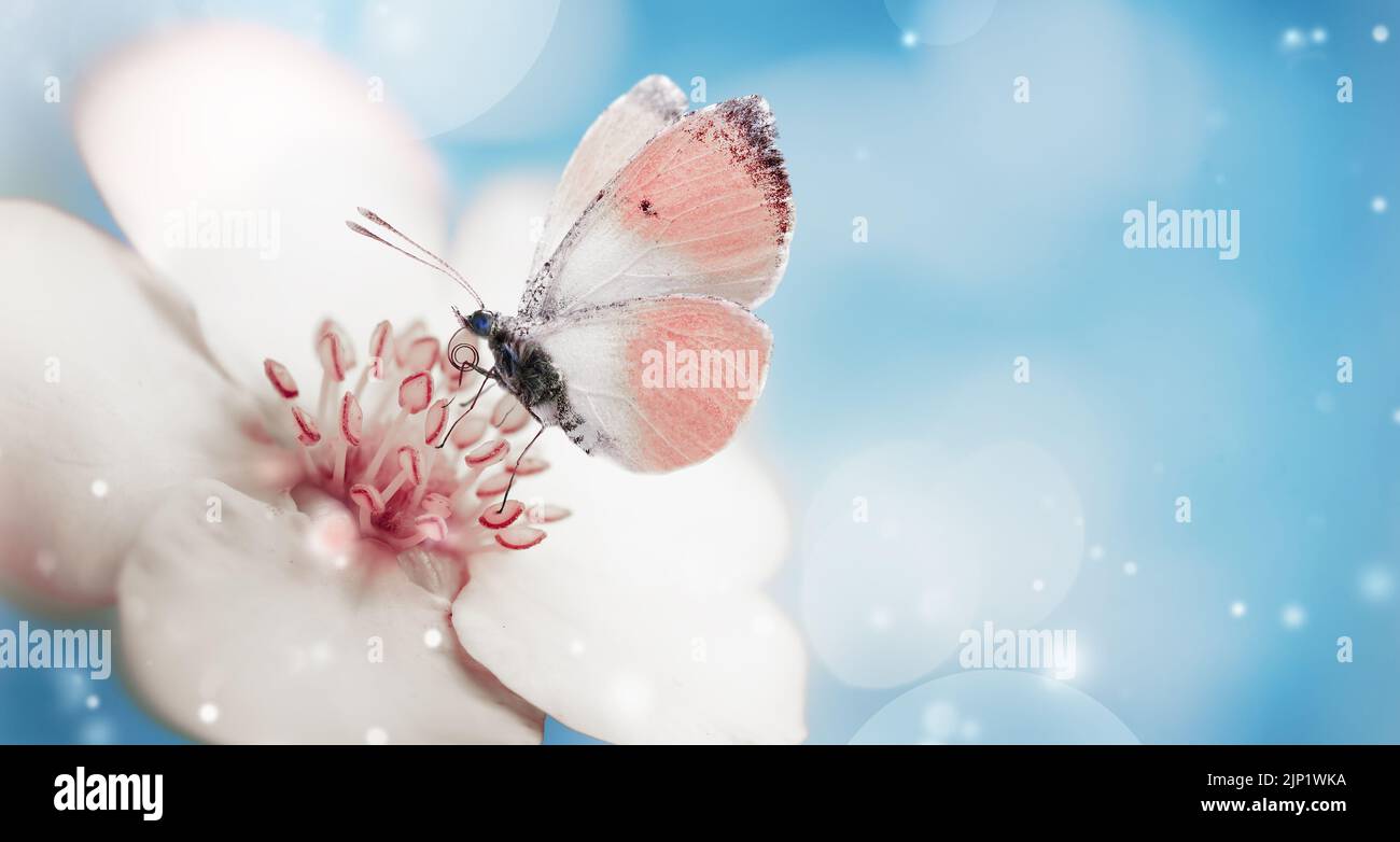Papillon rose pâle sur fleur blanche sur fond bleu. Banque D'Images