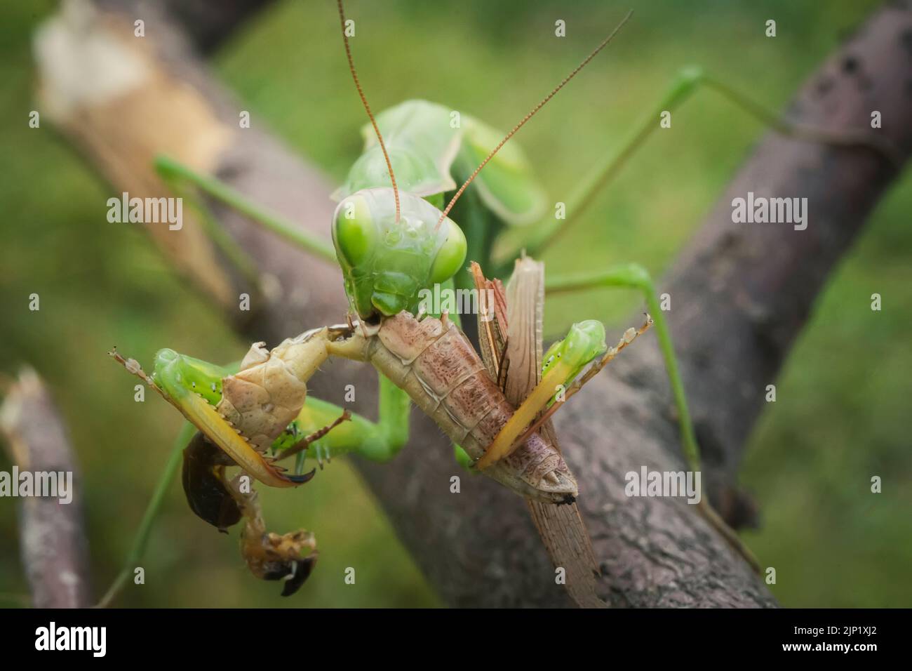 Mantis vert de prière avec des proies. Photo macro. Chasse-insectes. La mante de prière mange sa proie. Prier la mante sur les feuilles vertes. Les mantes de prière mangent des proies Banque D'Images