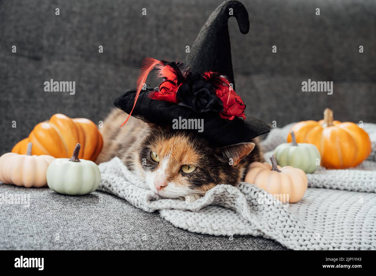 Chat multicolore en chapeau de sorcière et citrouilles décoratives. Chat décontracté dans un chapeau allongé sur le motif écossais gris avec un décor de citrouilles d'halloween sur le canapé. Automne, f Banque D'Images Chat multicolore en chapeau de sorcière et citrouilles décoratives. Chat décontracté dans un chapeau allongé sur le motif écossais gris avec un décor de citrouilles d'halloween sur le canapé. Automne, f Banque D'Images