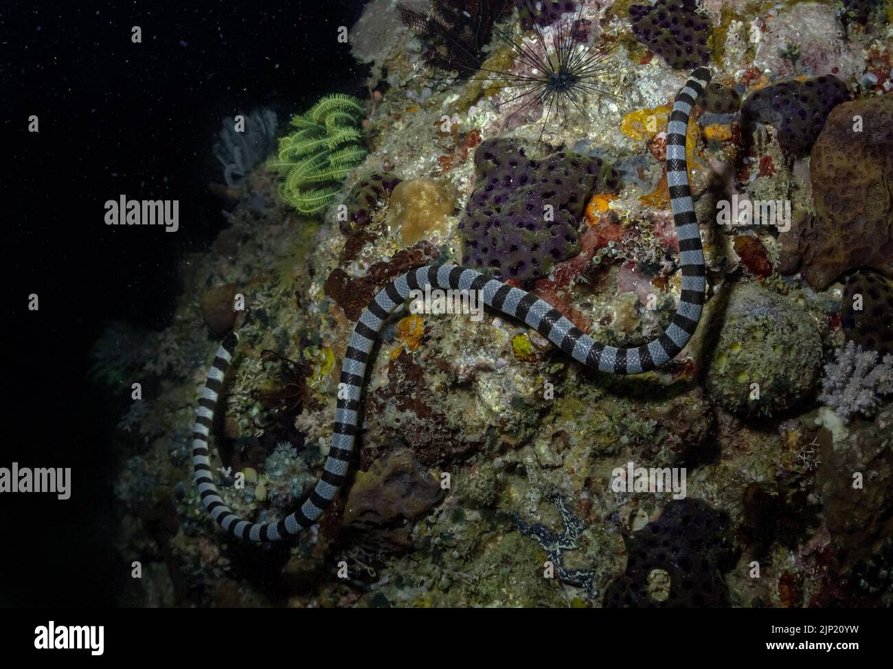 mer ​​serpent Banque D'Images